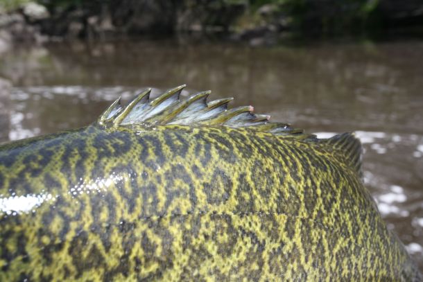 Pic: Mick Fletoridis